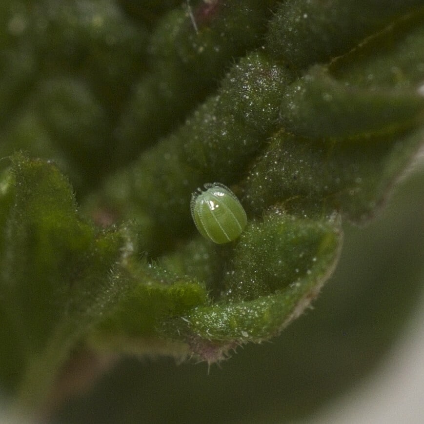 Red Admiral Egg