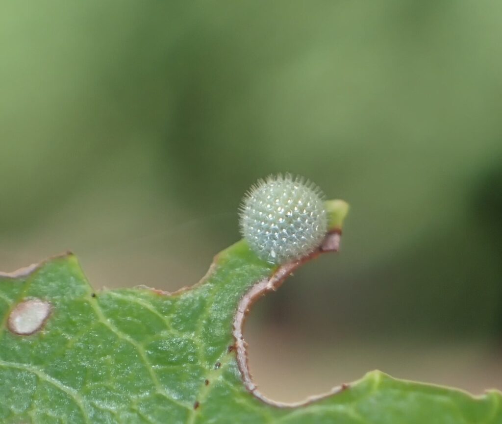 Red-spotted Admiral Egg