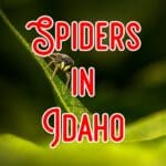 Spiders in Idaho