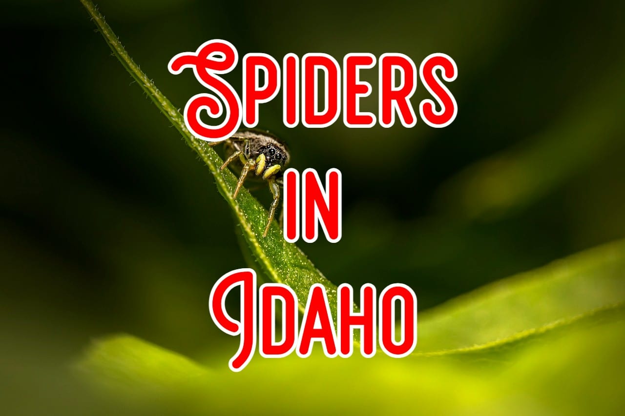 20 Common Spiders in Idaho (Pictures And Identification)