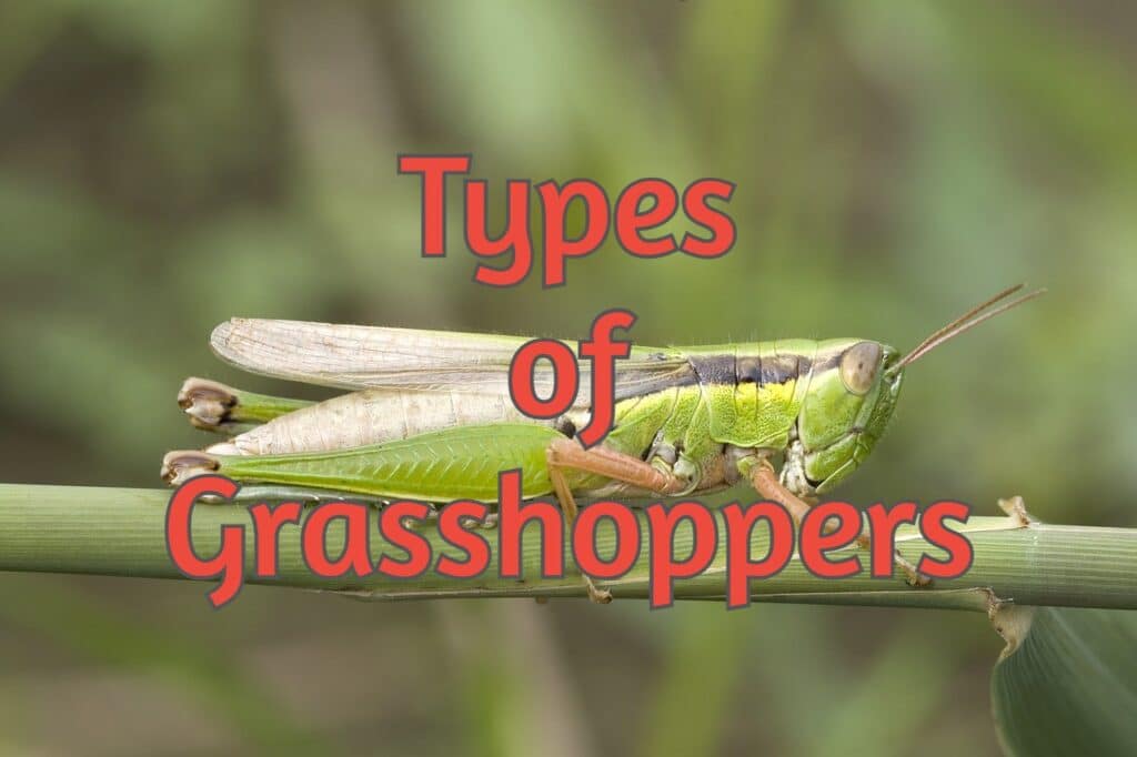 Types of Grasshoppers