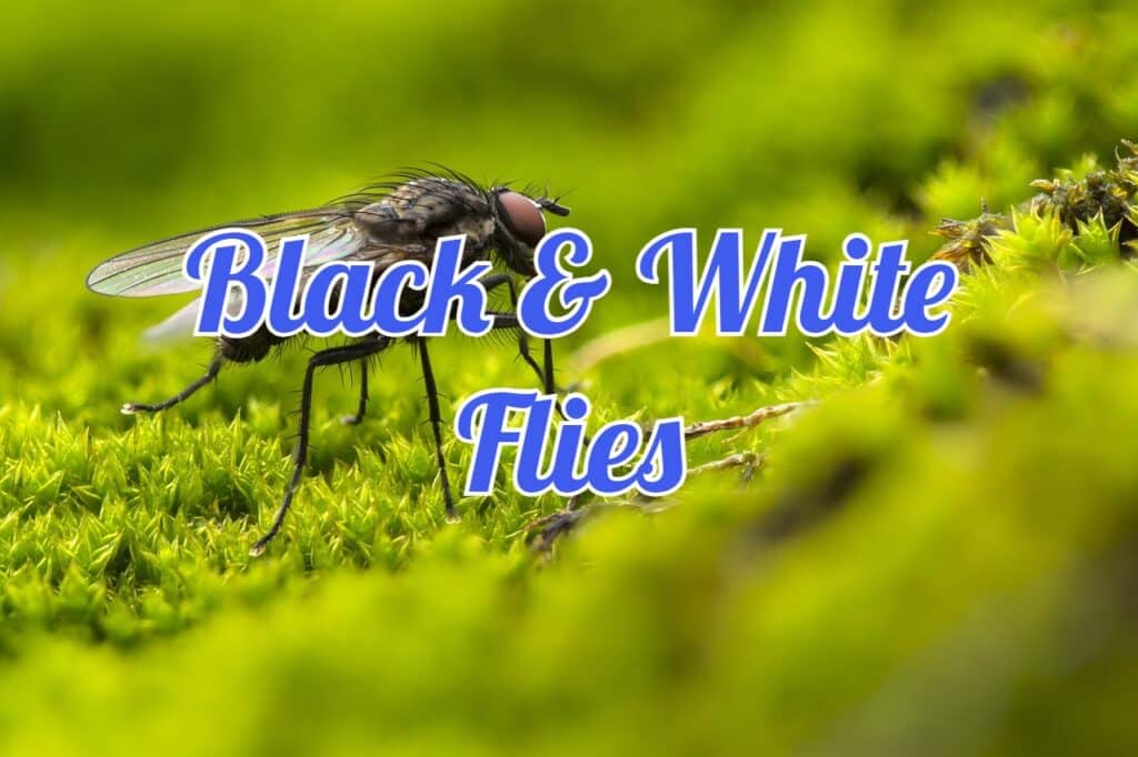 black and white flies
