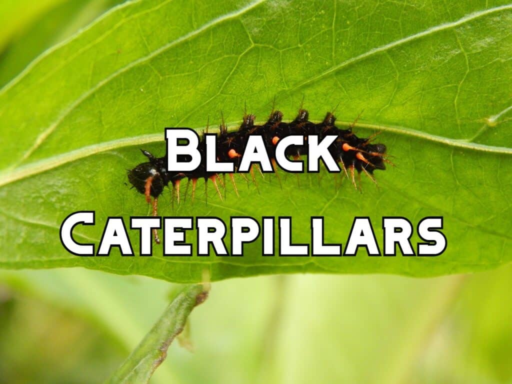 black caterpillars