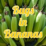 bugs in bananas
