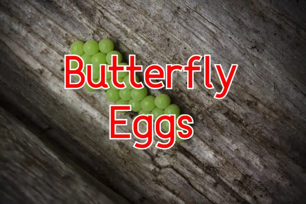 butterfly eggs