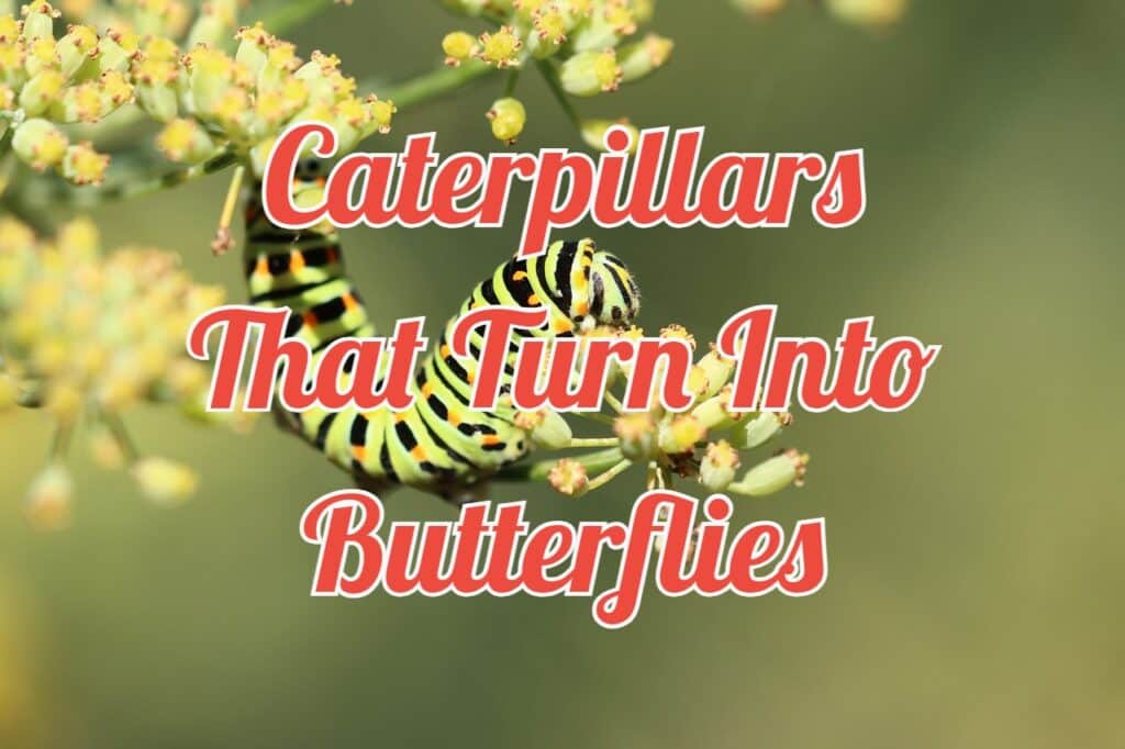 caterpillars that turn into butterflies