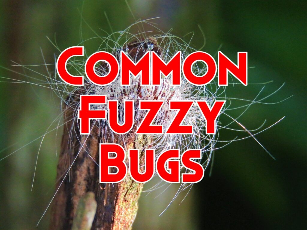 fuzzy bugs