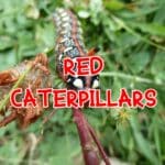 red caterpillars