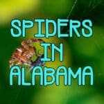spiders in alabama