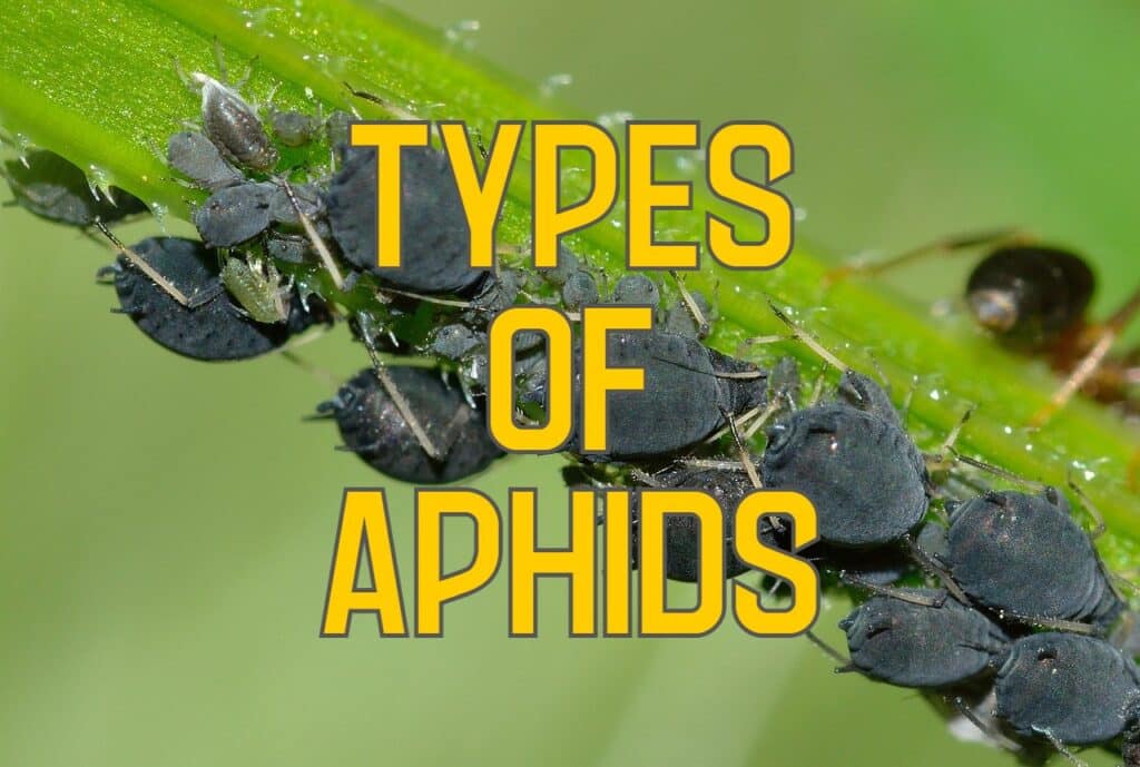 types of aphids