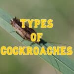 types of cockroaches
