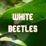 white beetles