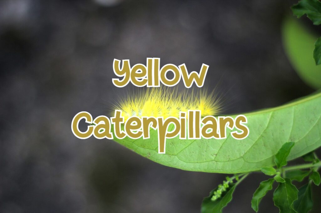 yellow caterpillars