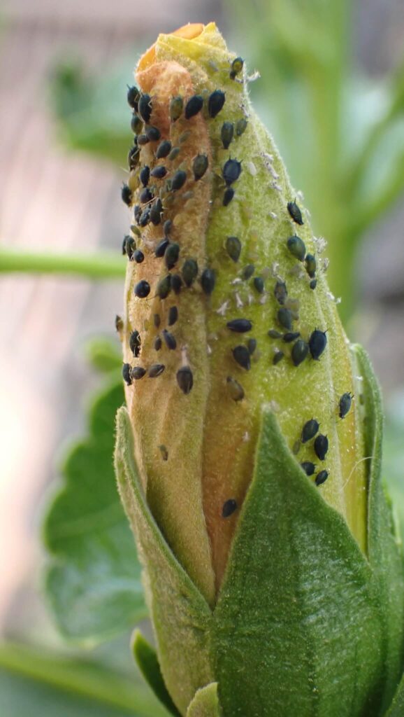 13 Types of Black Aphids (& How to Get Rid of Them)