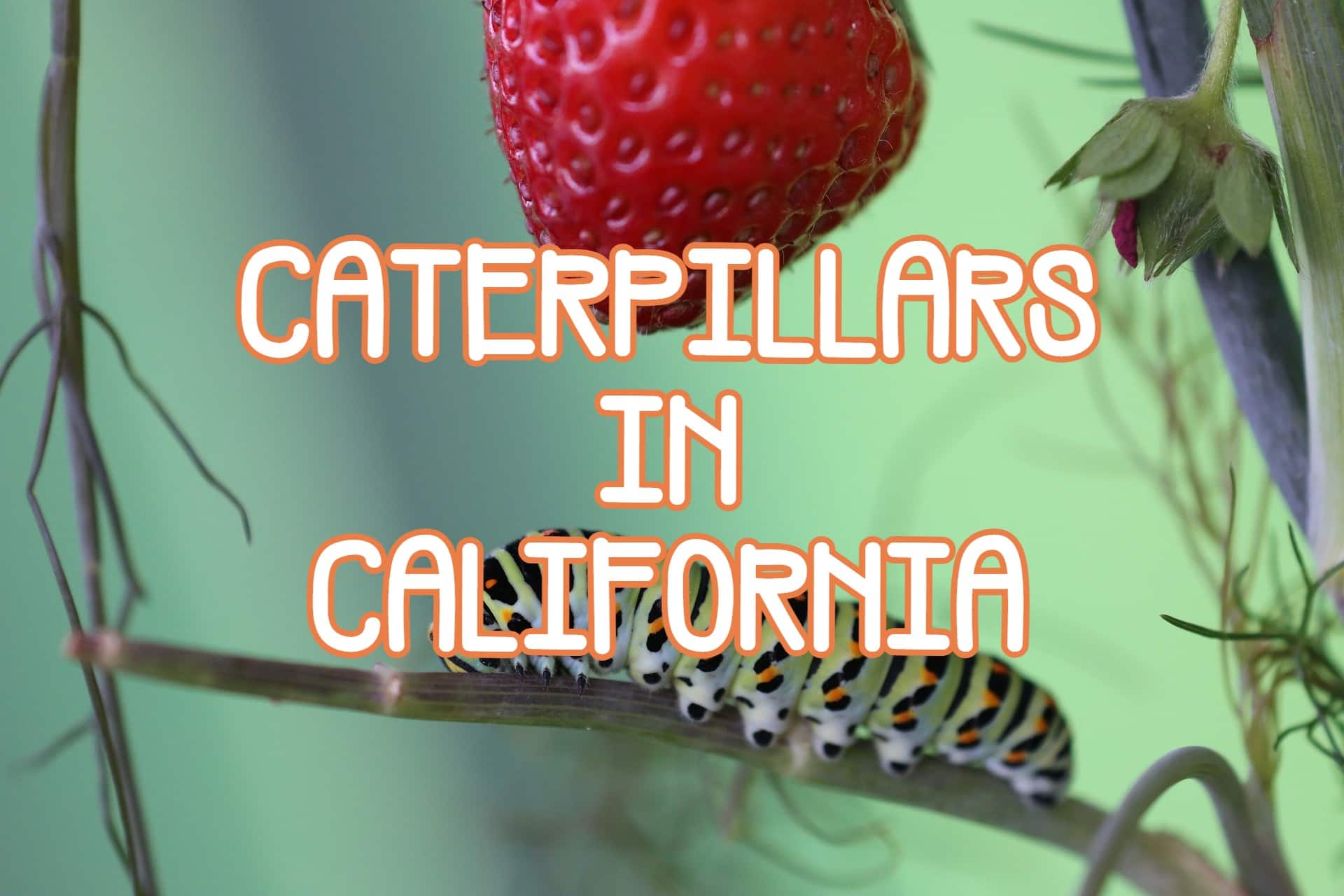 42 Caterpillars in California (Pictures and Identification)