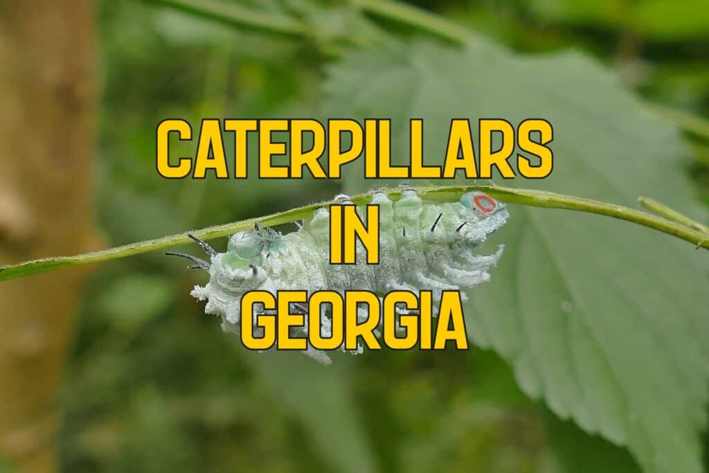 Caterpillars in Georgia