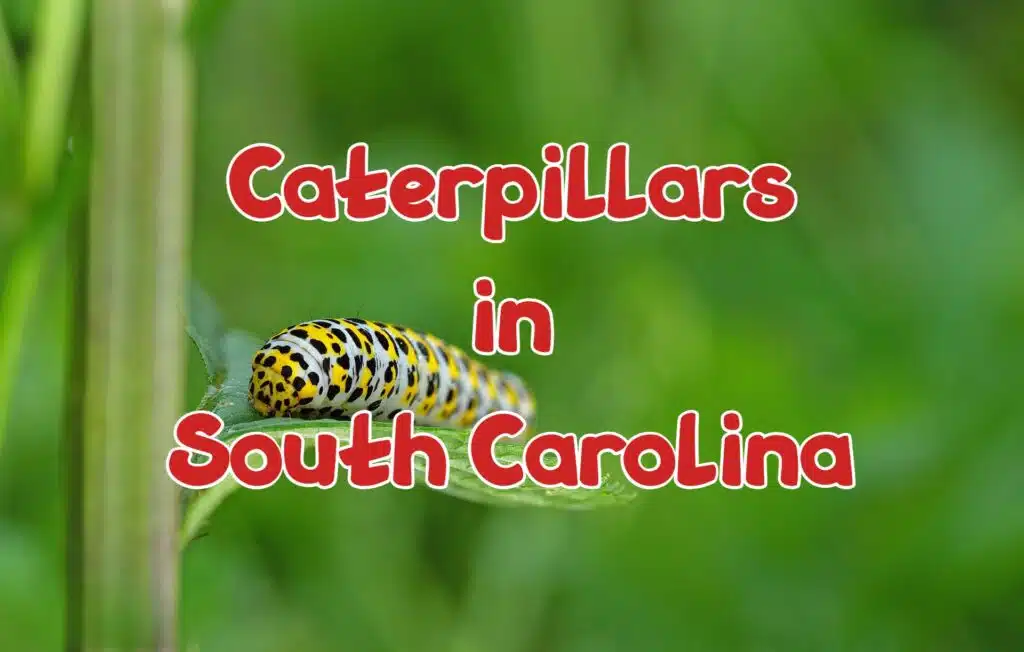Caterpillars in South Carolina