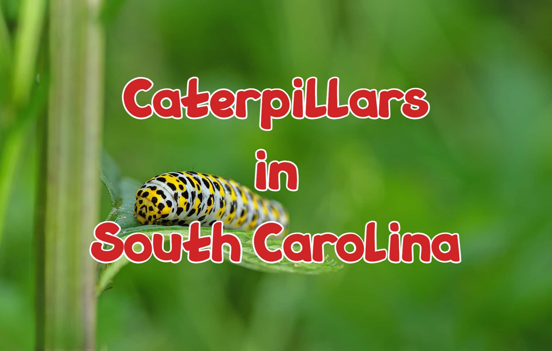 34 Caterpillars in South Carolina (with Pictures)