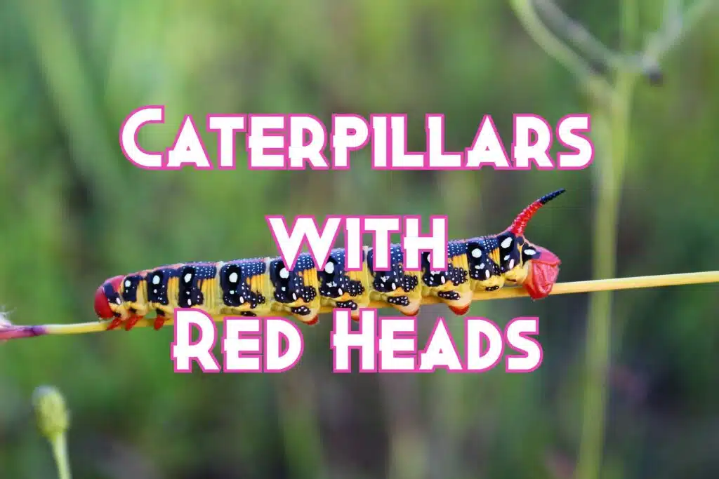 Caterpillars with Red Head