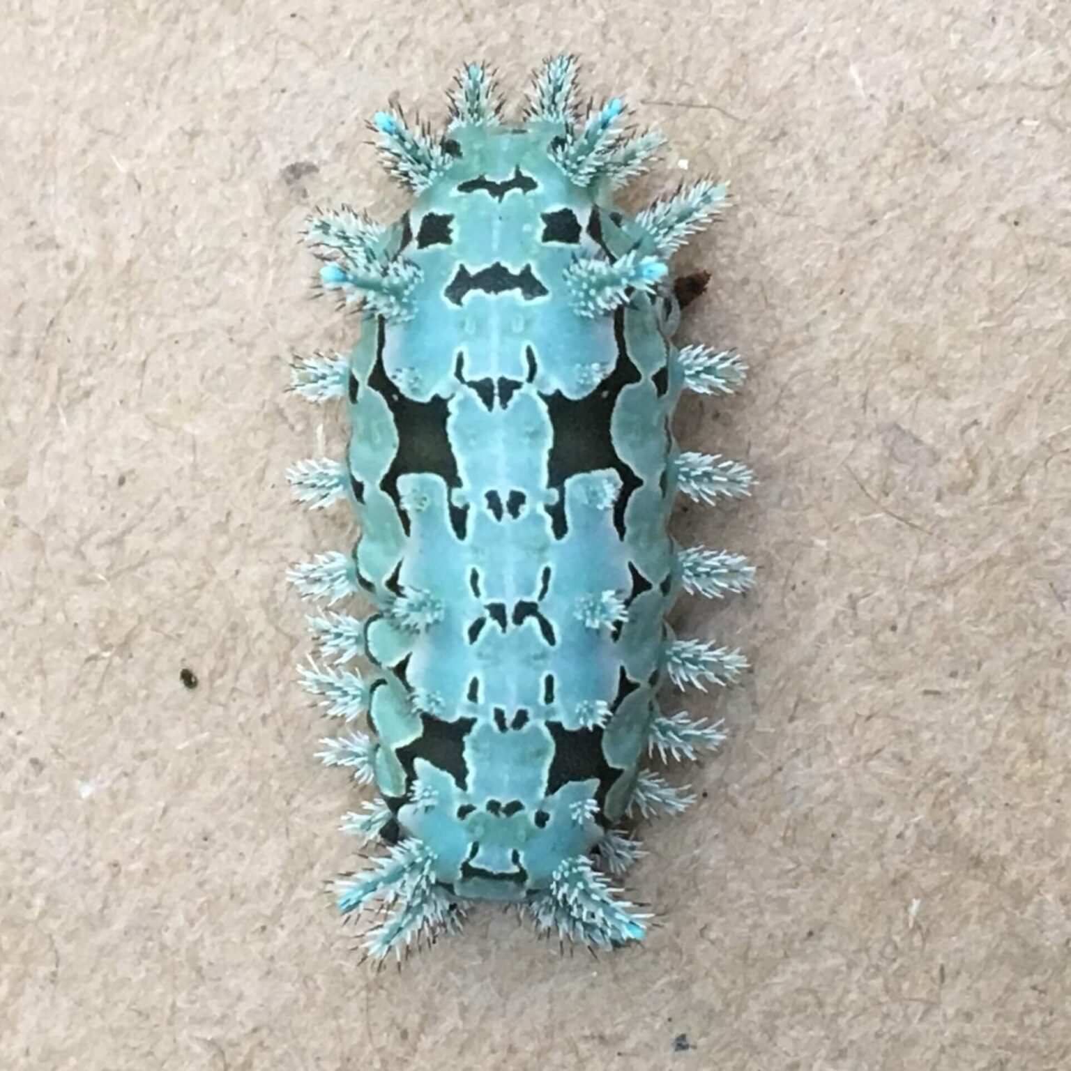 15 Types of Blue Caterpillars (Pictures And Identification)