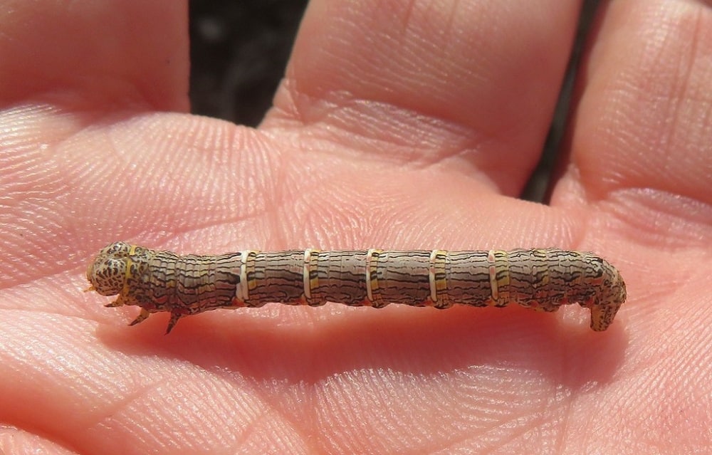 14 Types of Caterpillars That Look Like Sticks (with Pictures)
