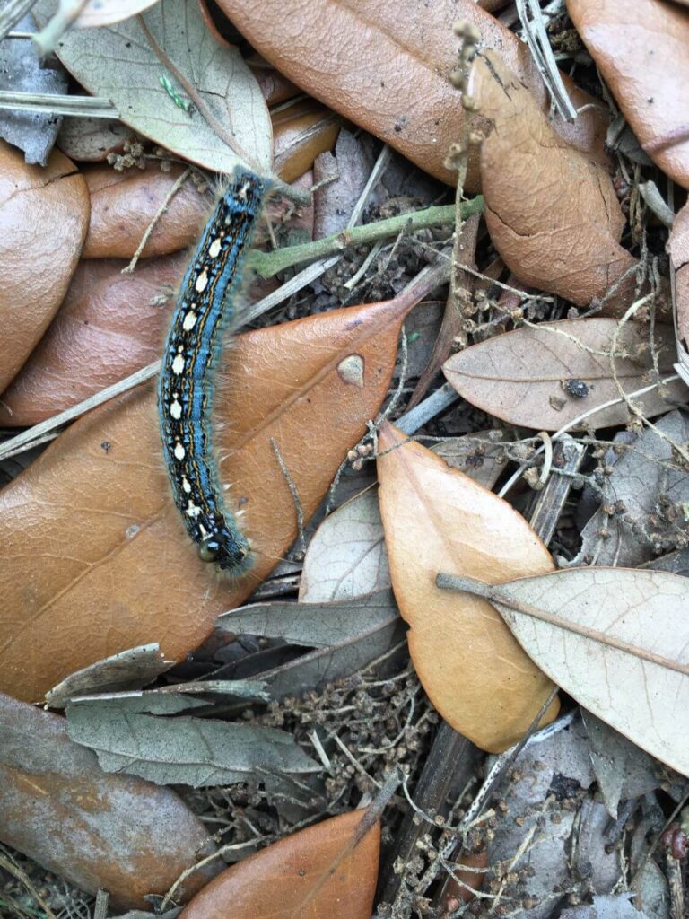 15 Types of Blue Caterpillars (Pictures And Identification)
