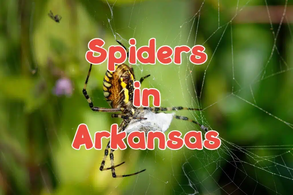 Spiders in Arkansas