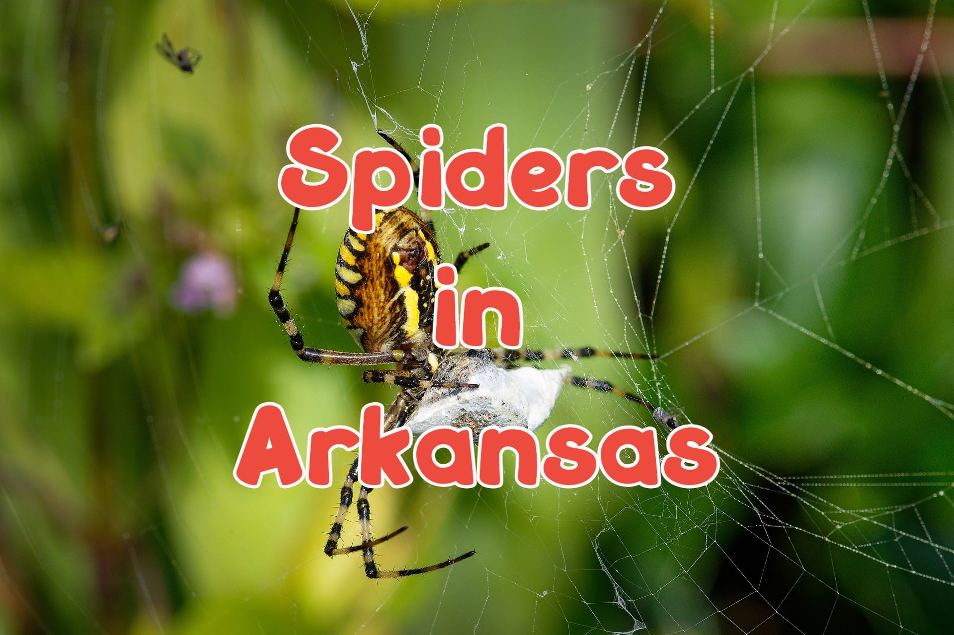 30 Spiders in Arkansas (Pictures and Identification)