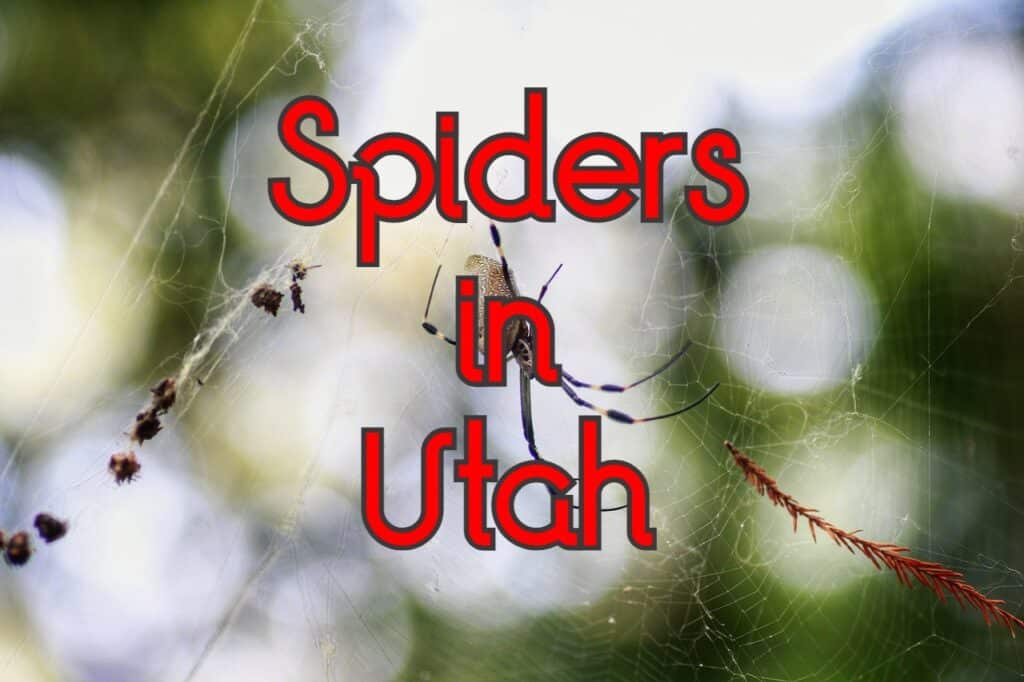 Spiders in Utah