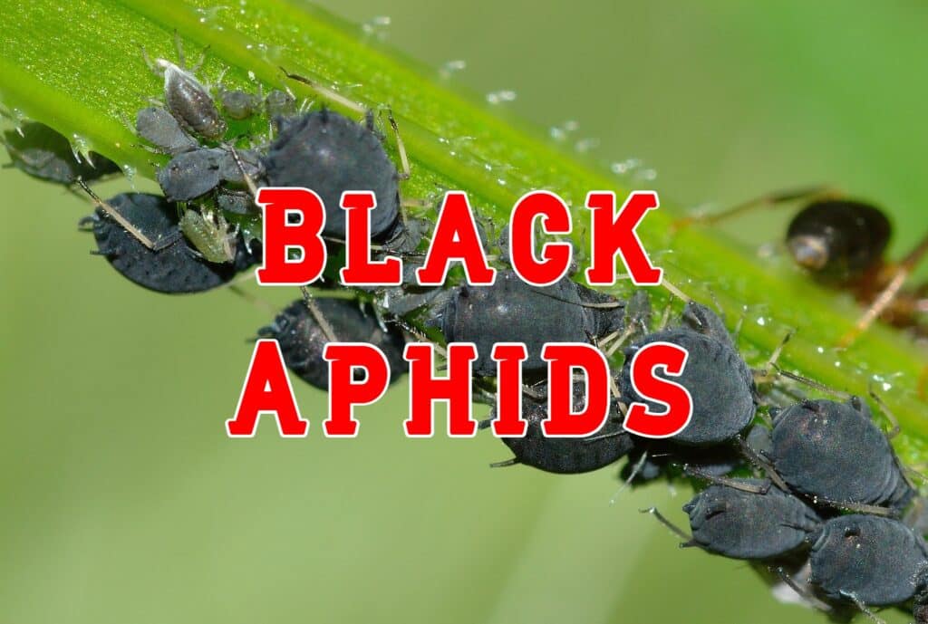 black aphids