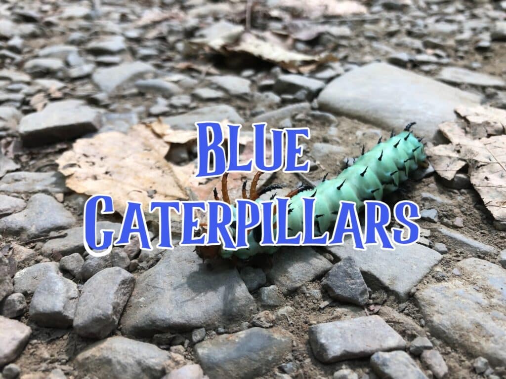 blue caterpillars
