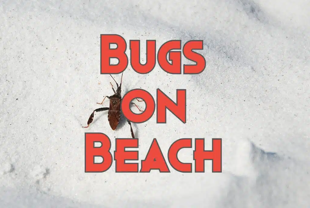 bugs on beach