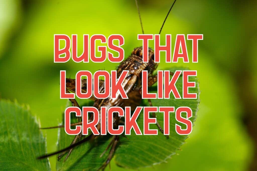 bugs that look like crickets