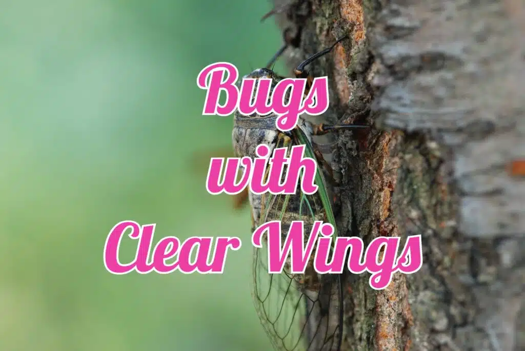 bugs with clear wings