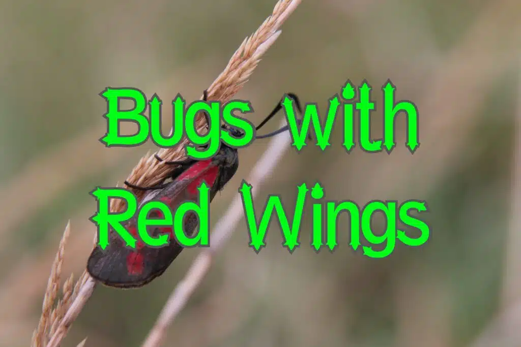 bugs with red wings