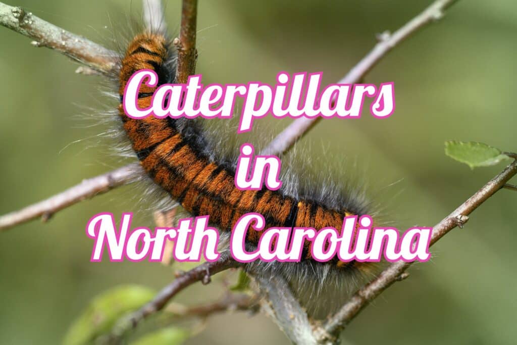 caterpillars in North Carolina