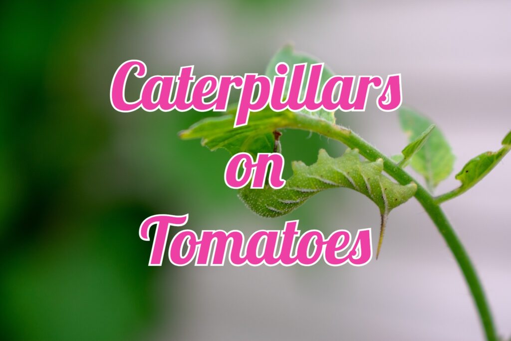 caterpillars on tomatoes