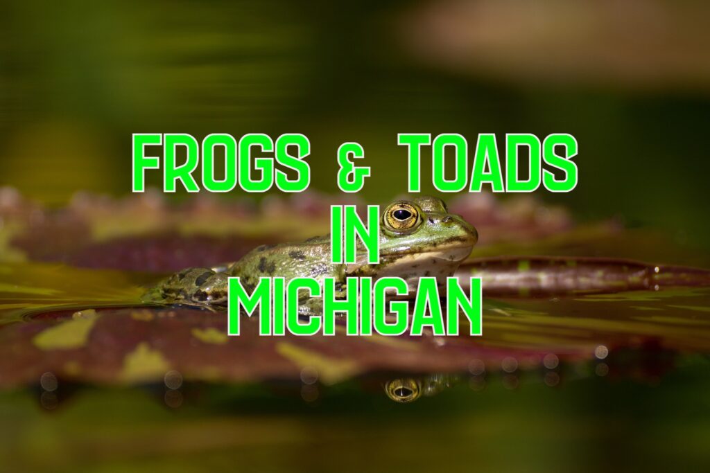 frogs toads in michigan