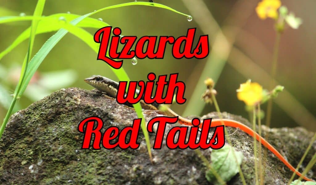 lizards with red tails