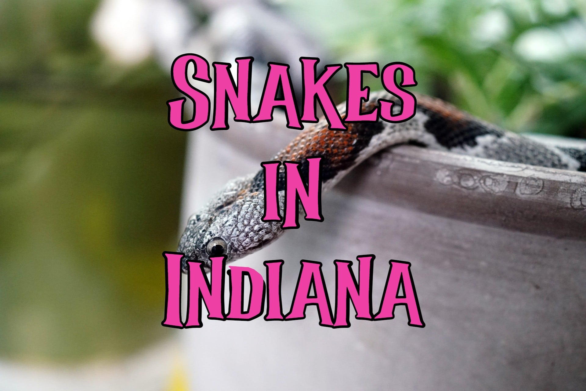 40-snakes-in-indiana-pictures-and-identification