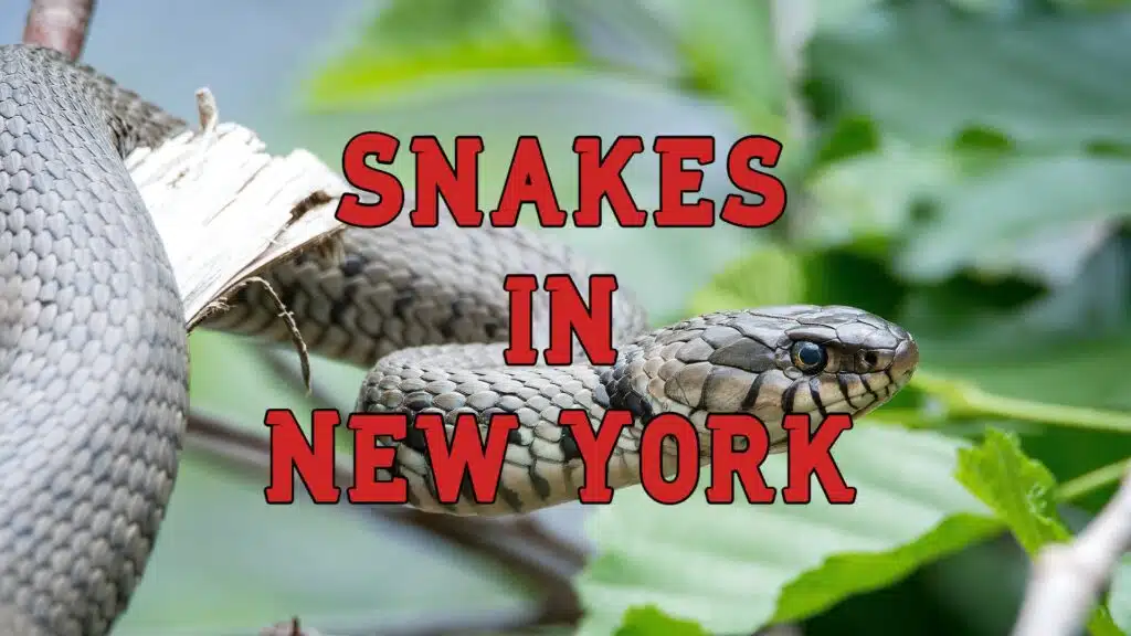snakes in new york