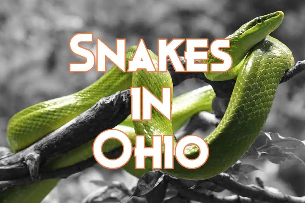 snakes in ohio