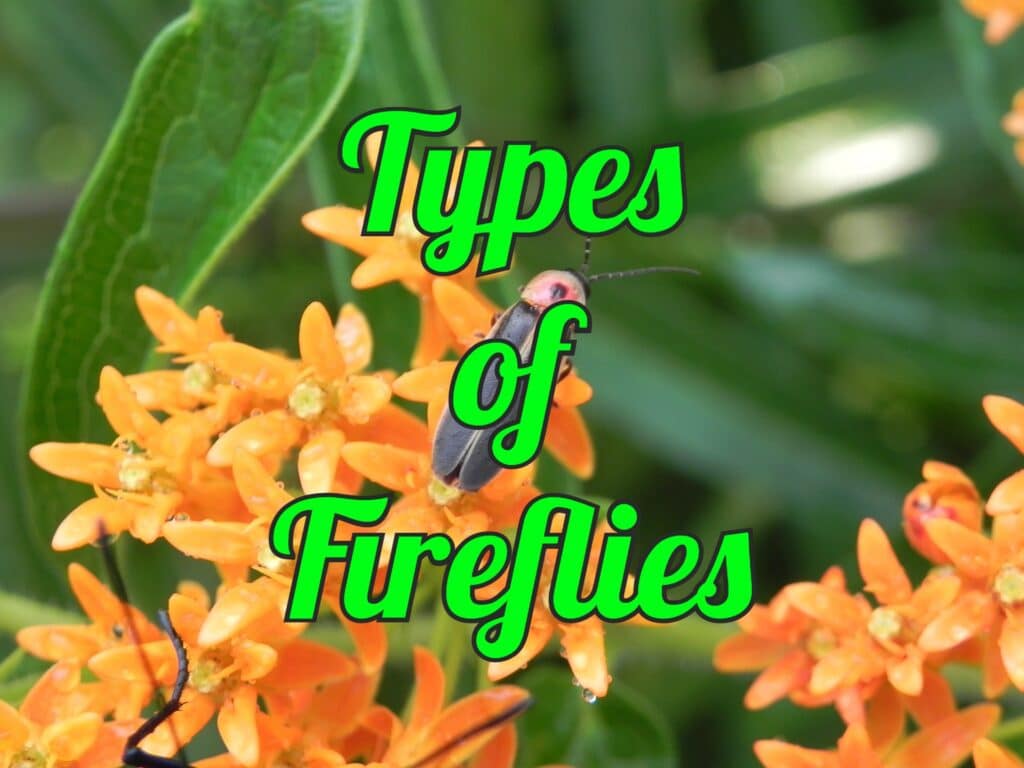 types of fireflies