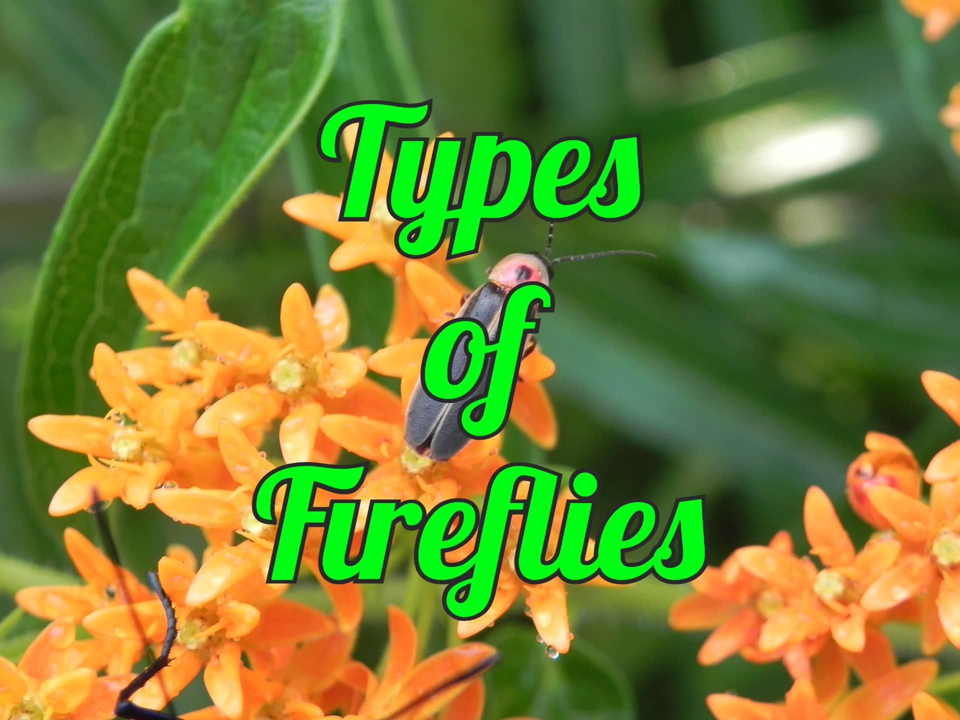 15 Types Of Fireflies In The United States With Pictures