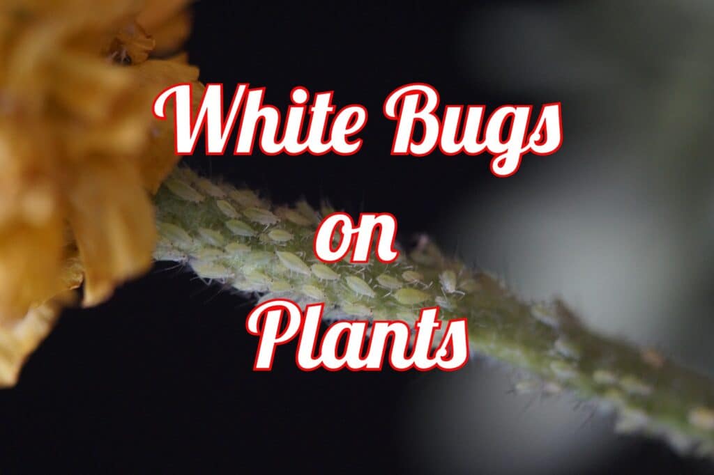 white bugs on plants
