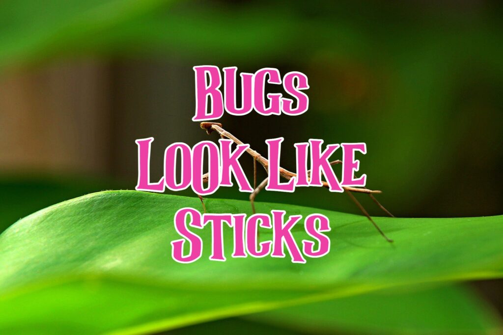 Bugs That Look Like Sticks