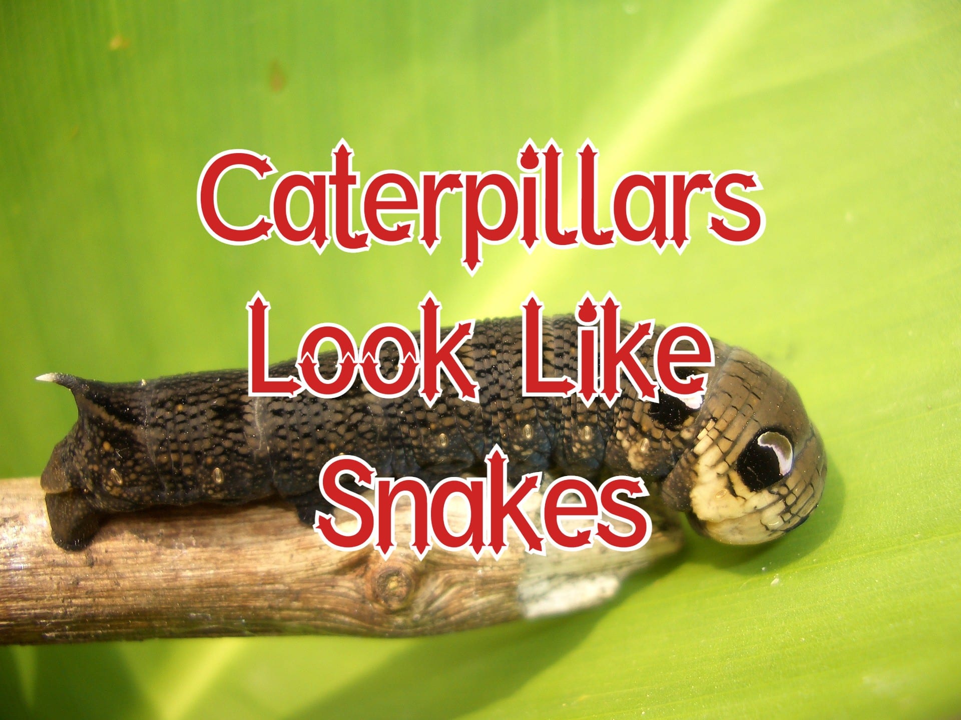 13 Caterpillars That Look Like Snakes (with Pictures)