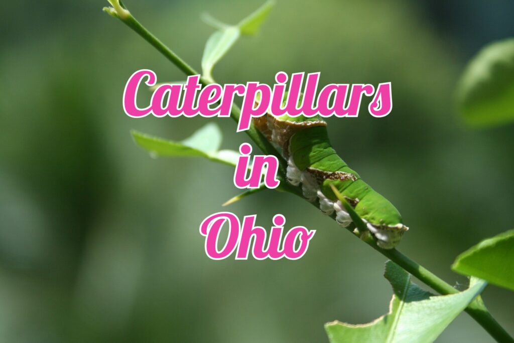 Caterpillars in Ohio