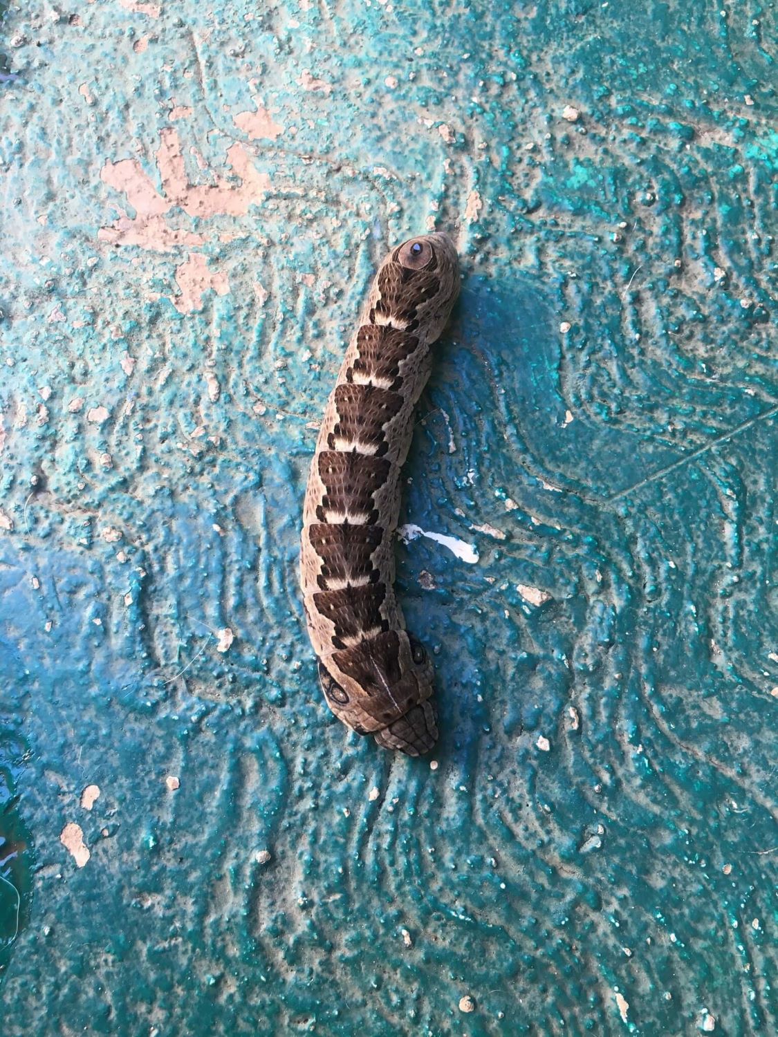 13 Caterpillars That Look Like Snakes (with Pictures)