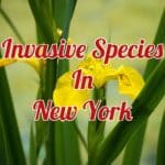 Invasive Species In New York